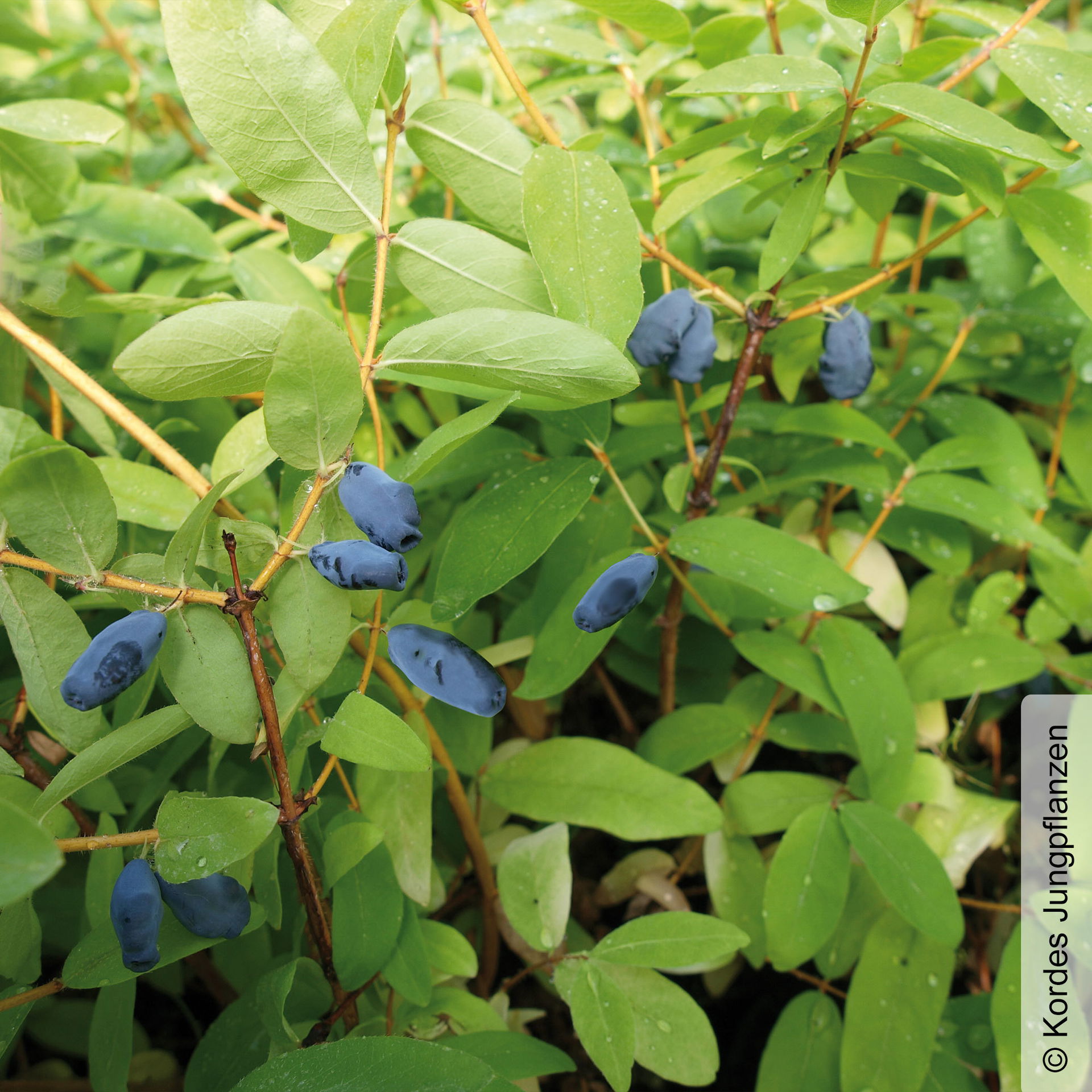 Sibirische Blaubeere 'Balaleika®' kaufen│PflanzenKölle