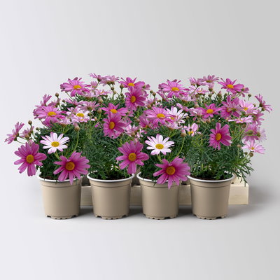 Margerite, rosa, Topf-Ø 11 cm, 8 Pflanzen Margerite, rosa, Topf-Ø 11 cm, 8 Pflanzen