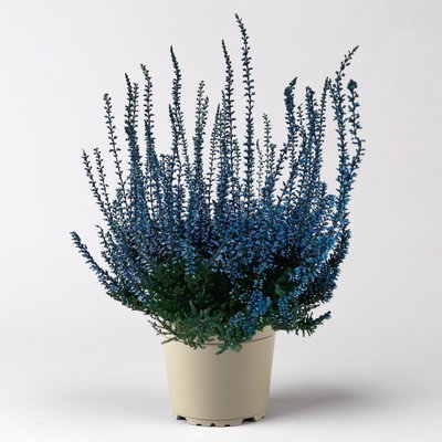 Knospenheide 'Picasso', blau & weiß gefärbt, Topf-Ø 12 cm, 6 Pflanzen Knospenheide 'Picasso', blau & weiß gefärbt, Topf-Ø 12 cm, 6 Pflanzen