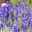 Pflanzenkreation Mediterranes Flair lila, groß, 6 Pflanzen inkl. Erde & Dünger
