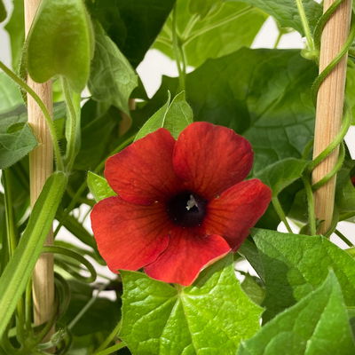 Schwarzäugige Susanne rot, Pyramide, Topf-Ø 17 cm, Höhe ca. 60 cm