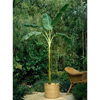 Bananenpflanze 'Dwarf Cavendish', Topf-Ø 21 cm, Höhe ca. 70-90 cm Bananenpflanze 'Dwarf Cavendish', Topf-Ø 21 cm, Höhe ca. 70-90 cm