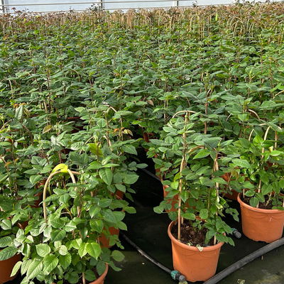 Duftende Edelrose 'Augusta Luise®', rose-aprikot, Doppelbogen, Topf 7,5 Liter Duftende Edelrose 'Augusta Luise®', rose-aprikot, Doppelbogen, Topf 7,5 Liter