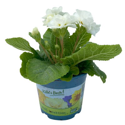 Primel 'PomPom', weiß, gefüllt, Topf-Ø 12 cm, 6 Pflanzen