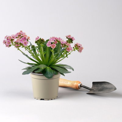 Pflanzenkreation Trockenzauberer, groß, 6 Pflanzen inkl. Erde und Dünger