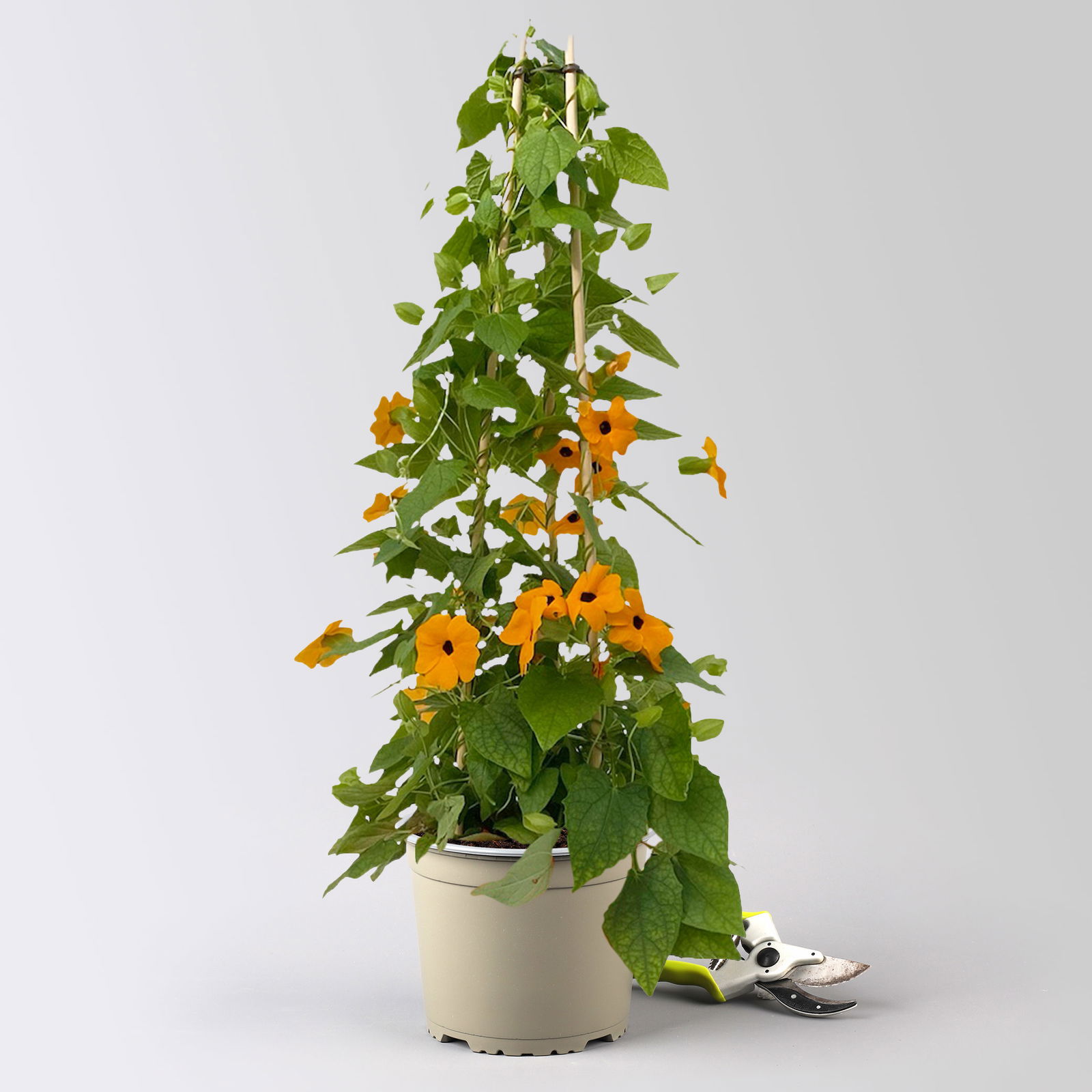 Schwarzäugige Susanne, orange, Pyramide, Topf-Ø 17 cm, Höhe ca. 70cm, 2 Pflanzen