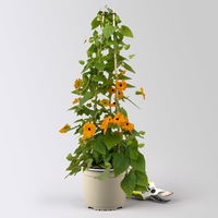 Schwarzäugige Susanne, orange, Pyramide, Topf-Ø 17 cm, Höhe ca. 70cm, 2 Pflanzen