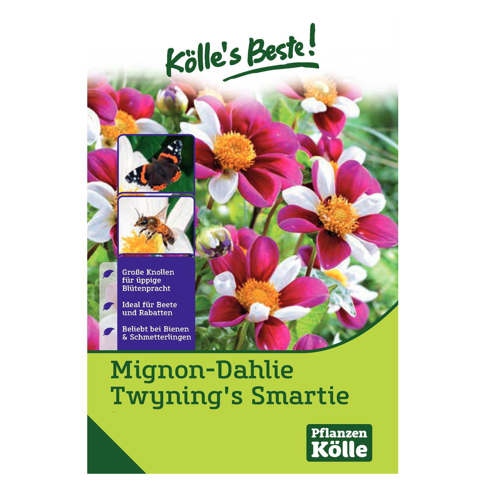 Kölle's Beste Blumenknollen Mignon-Dahlie 'Twynings Smartie'