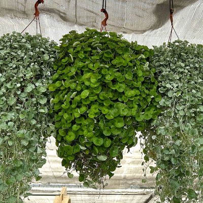 Silberregen 'Emerald Falls', grünlaubig, Topf-Ø 12 cm, 6 Pflanzen