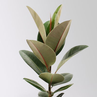 Gummibaum 'Robusta' in Keramiktopf Dallas weiß, Topf-Ø 17 cm, Höhe ca. 55 cm Gummibaum 'Robusta' in Keramiktopf Dallas weiß, Topf-Ø 17 cm, Höhe ca. 55 cm