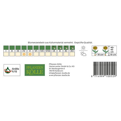 Gefüllte späte Tulpen 'Double Negrita', purpur, 7 Blumenzwiebeln