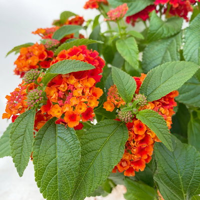 Wandelröschen, rot, Topf-Ø 12 cm, 6 Pflanzen