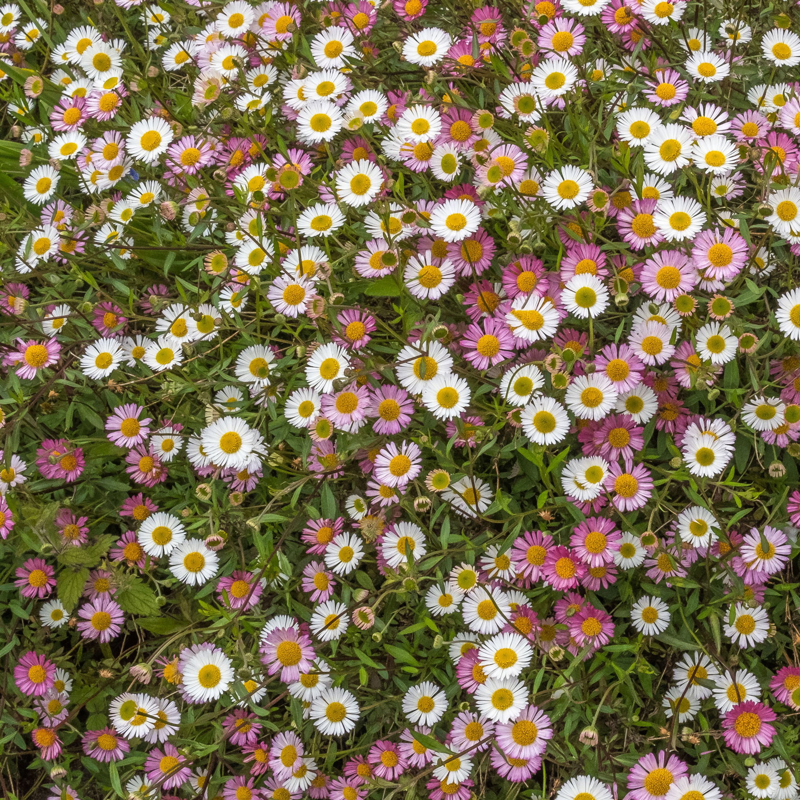 Spanisches Gänseblümchen weiß, Topf 3 Liter Topf Spanisches Gänseblümchen weiß, Topf 3 Liter Topf