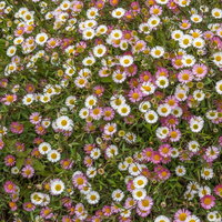 Spanisches Gänseblümchen weiß, Topf 3 Liter Topf Spanisches Gänseblümchen weiß, Topf 3 Liter Topf