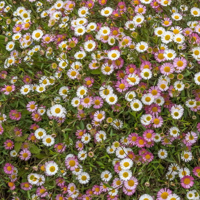 Spanisches Gänseblümchen weiß, Topf 3 Liter Topf Spanisches Gänseblümchen weiß, Topf 3 Liter Topf