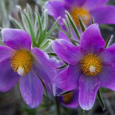Küchenschelle, Farben zufällig, Topf-Ø 13 cm, 6 Pflanzen Küchenschelle, Farben zufällig, Topf-Ø 13 cm, 6 Pflanzen