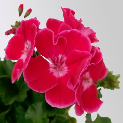 Geranie rot mit hellem Auge, stehend, Topf-Ø 13 cm, 6 Stück