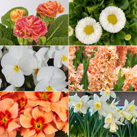 Pflanzen-Set Frühlingsharmonie, 12 Pflanzen inkl. Erde