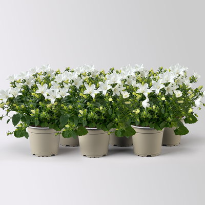 Glockenblume 'Spring Bell®', weiß, Topf-Ø 12 cm, 6 Pflanzen