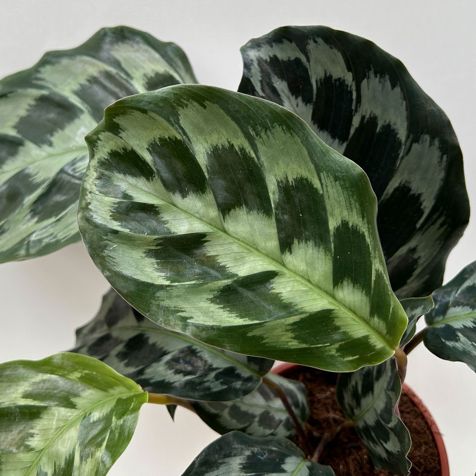 Calathea 'Kennedy', Topf-Ø 14 cm, Höhe ca. 40 cm