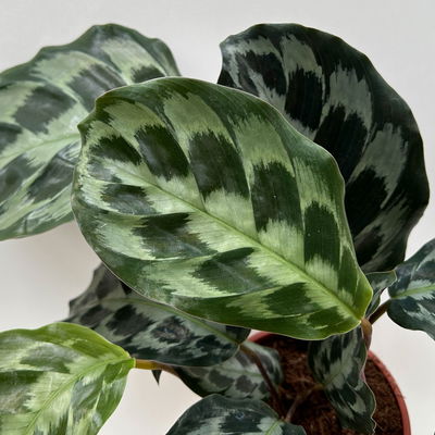 Calathea 'Kennedy', Topf-Ø 14 cm, Höhe ca. 40 cm, 2 Pflanzen Calathea 'Kennedy', Topf-Ø 14 cm, Höhe ca. 40 cm, 2 Pflanzen