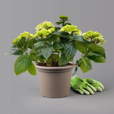 Öfterblühende Gartenhortensie Forever&Ever® Weiß, 5 Liter Topf