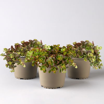 Chinesischer Mauerpfeffer 'Coral Reef', gelb, Topf-Ø 12 cm, 3er-Set