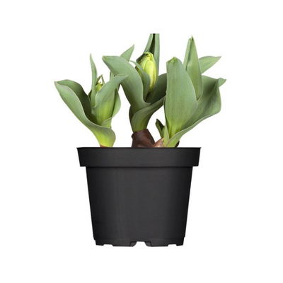 Kölle Tulpe, Tulipa gesneriana 'Artic', weiß, Topf 10 cm Kölle Tulpe, Tulipa gesneriana 'Artic', weiß, Topf 10 cm