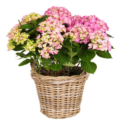 Hortensie 'Early Rosa', Busch, rosa, Topf-Ø 23 cm, Höhe ca. 50 cm