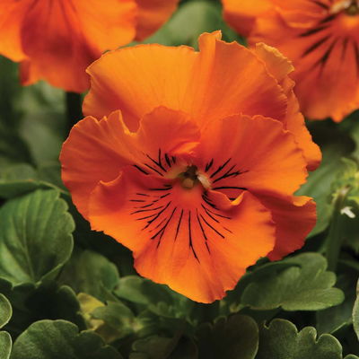 Stiefmütterchen Frizzle Sizzle® Farb-Mix, gewellt, Topf-Ø 13 cm , 6 Pflanzen