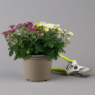 Chrysanthemen 'Trio', gelb-weiß-lila, Topf-Ø 14 cm, 4 Pflanzen Chrysanthemen 'Trio', gelb-weiß-lila, Topf-Ø 14 cm, 4 Pflanzen