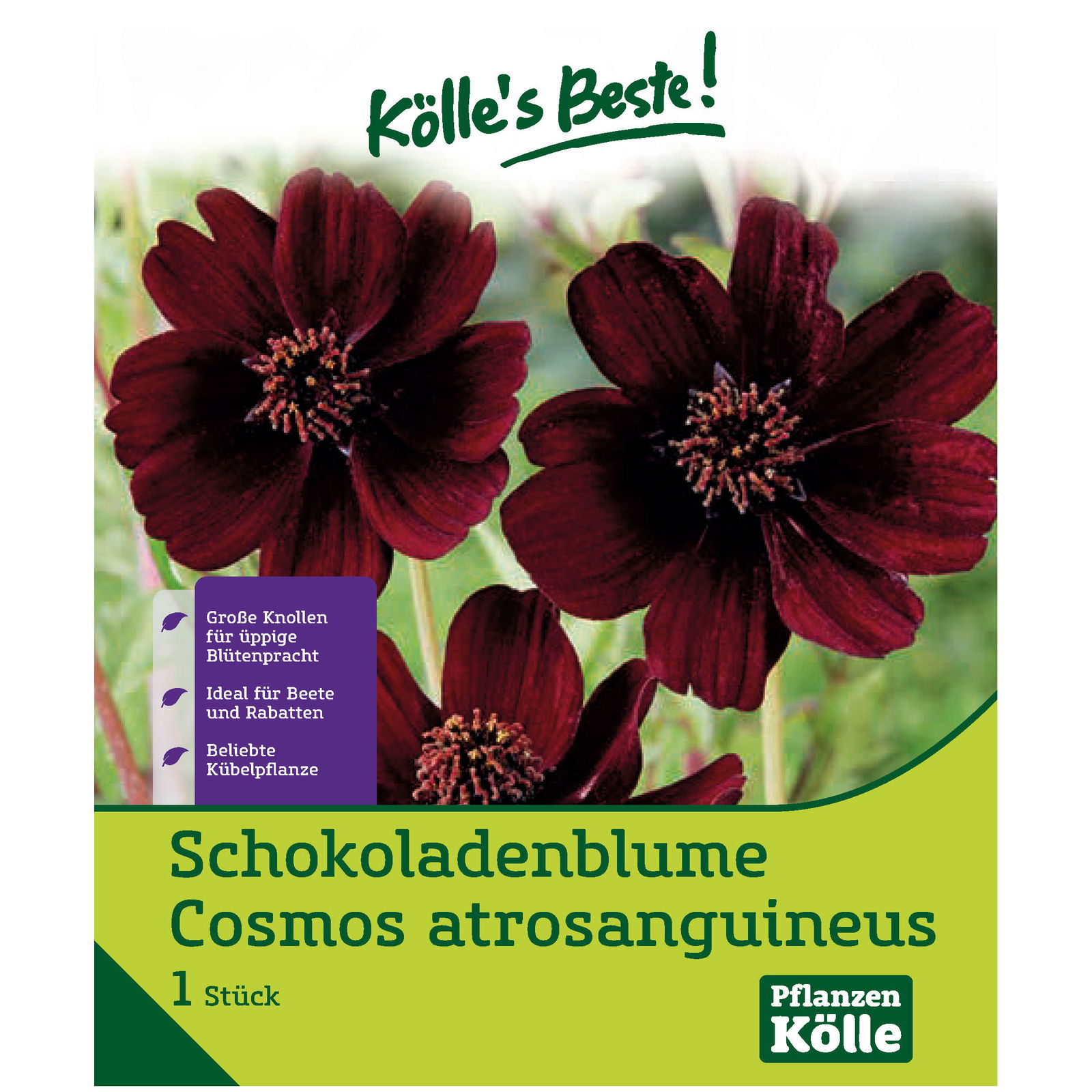 Schokoladenblume (Cosmos atrosanguineus) schwarz/rot, 1 Blumenzwiebel