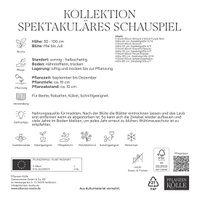Allium-Blumenmischung 'Spektakuläres Schauspiel', 20 Zwiebeln Allium-Blumenmischung 'Spektakuläres Schauspiel', 20 Zwiebeln