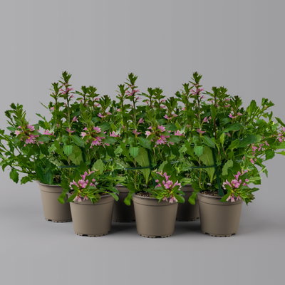 Fächerblume, rosa, Topf-Ø 12 cm, 6 Pflanzen Fächerblume, rosa, Topf-Ø 12 cm, 6 Pflanzen