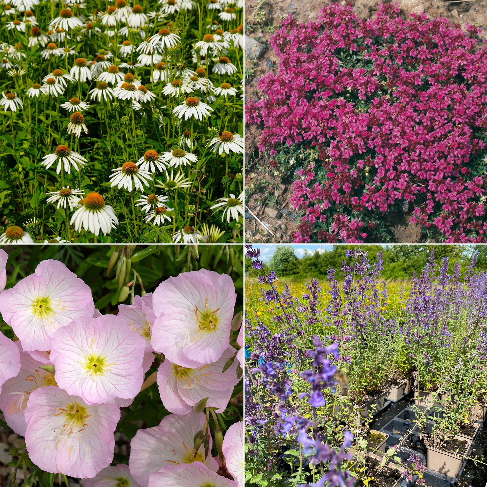 Stauden-Set, 12 Pflanzen für 2 m², weiß-rosa-blau