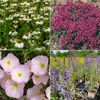 Stauden-Set, 12 Pflanzen für 2 m², weiß-rosa-blau