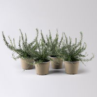 Sunny Herbs® Rosmarin, Busch hängend, Topf-Ø 14 cm, 4 Pflanzen