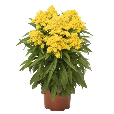 Goldrute 'Sweety' gelb, Höhe 60-80 cm, Topf 3 Liter Goldrute 'Sweety' gelb, Höhe 60-80 cm, Topf 3 Liter