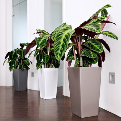 Lechuza 'Cubico Color 40', sandbraun, ca. 39,5 x 39,5 x H 75,5 cm Lechuza 'Cubico Color 40', sandbraun, ca. 39,5 x 39,5 x H 75,5 cm