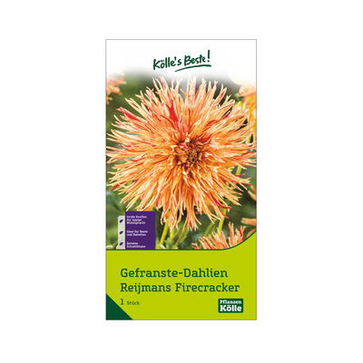 Gefranste Dahlien 'Fimbriata Reijmans' rot/orange, 1 Blumenknolle Gefranste Dahlien 'Fimbriata Reijmans' rot/orange, 1 Blumenknolle