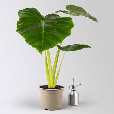 Alocasia 'Lutea', Topf-Ø 17 cm, Höhe ca. 65 cm, 2 Pflanzen