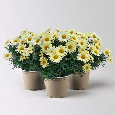 Margerite, gelb, Topf-Ø 14/15 cm, 3 Pflanzen Margerite, gelb, Topf-Ø 14/15 cm, 3 Pflanzen