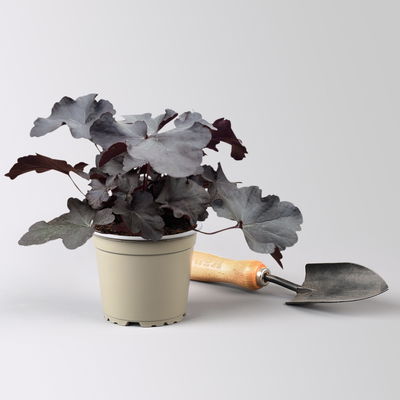 Bio Purpurglöckchen 'Obsidian®', schwarz, Topf-Ø 12 cm, 3 Pflanzen Bio Purpurglöckchen 'Obsidian®', schwarz, Topf-Ø 12 cm, 3 Pflanzen