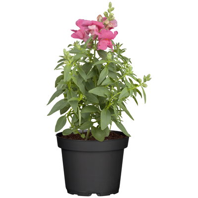 Löwenmäulchen rosa-pink, Topf 12 cm Ø, 6 Stück Löwenmäulchen rosa-pink, Topf 12 cm Ø, 6 Stück