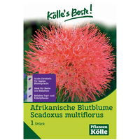 Afrikanische Blutblume, rot, Größe 14/16, 1 Blumenzwiebel