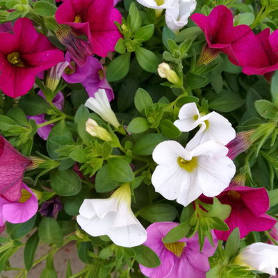 Pflanzenkreation Sommerromantik, groß, 6 Pflanzen inkl. Erde und Dünger