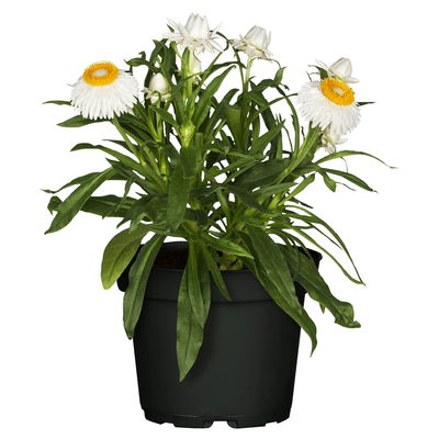 Strohblume weiß, Topf- Ø 12 cm, 6 Stück