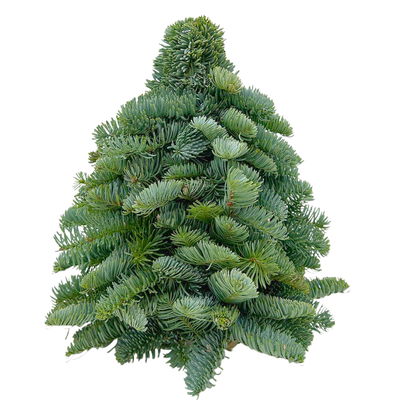 gebundener Baum aus echter Nobilistanne, Höhe ca. 30 cm gebundener Baum aus echter Nobilistanne, Höhe ca. 30 cm