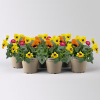 Frühlingmix, bunt, Topf-Ø 13 cm, 6 Pflanzen