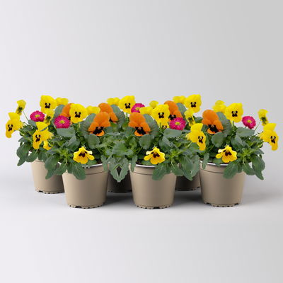 Frühlingmix, bunt, Topf-Ø 13 cm, 6 Pflanzen